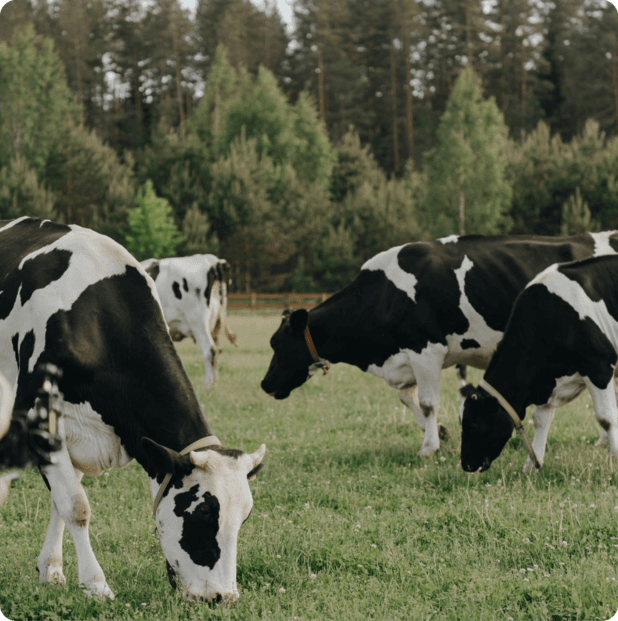 Cows up close